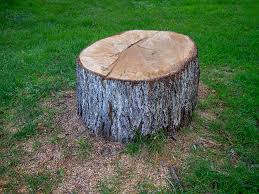 Best Commercial Tree Services  in Warr Acres, OK