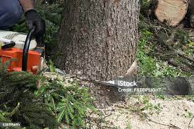Best Tree Cabling and Bracing  in Warr Acres, OK