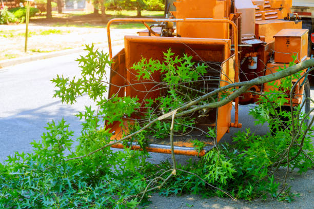 Best Arborist Consultation Services  in Warr Acres, OK