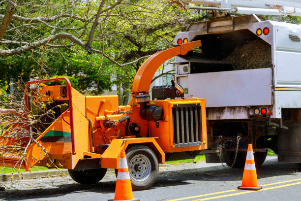 Best Tree Preservation Services  in Warr Acres, OK