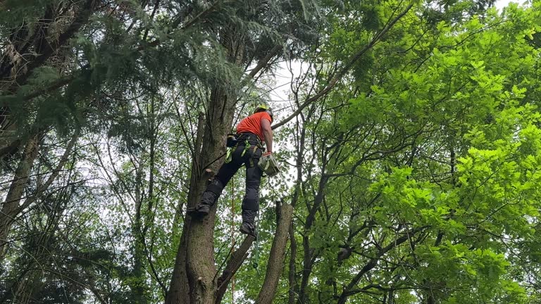 Best Tree Health Inspection  in Warr Acres, OK