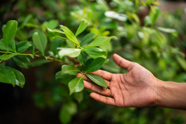 How Our Tree Care Process Works  in  Warr Acres, OK