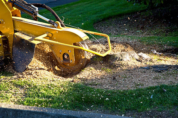 Best Tree and Shrub Care  in Warr Acres, OK