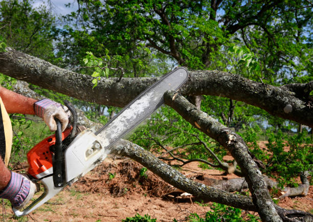 Best Tree Removal  in Warr Acres, OK