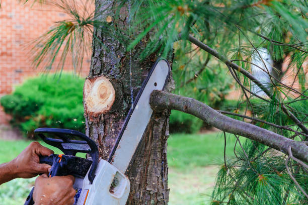 Best Storm Damage Tree Cleanup  in Warr Acres, OK